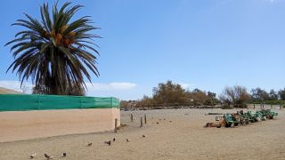 GC-Camello Safari (Maspalomas)-14.jpg